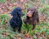 Cocker Spaniel (Show) - Dogs