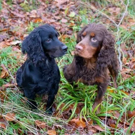 Cocker Spaniel (Working &amp; Show) - Dogs