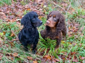 Cocker Spaniel (Show) - Dogs