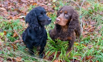 Cocker Spaniel (Show) - Dogs