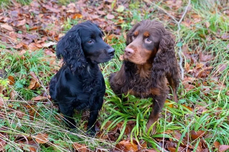 Cocker Spaniel (Show) - Dogs