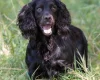 Cocker Spaniel (Show) - Dogs