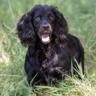 Cocker Spaniel (Working & Show) - Dogs