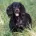 Cocker Spaniel (Show) - Dogs