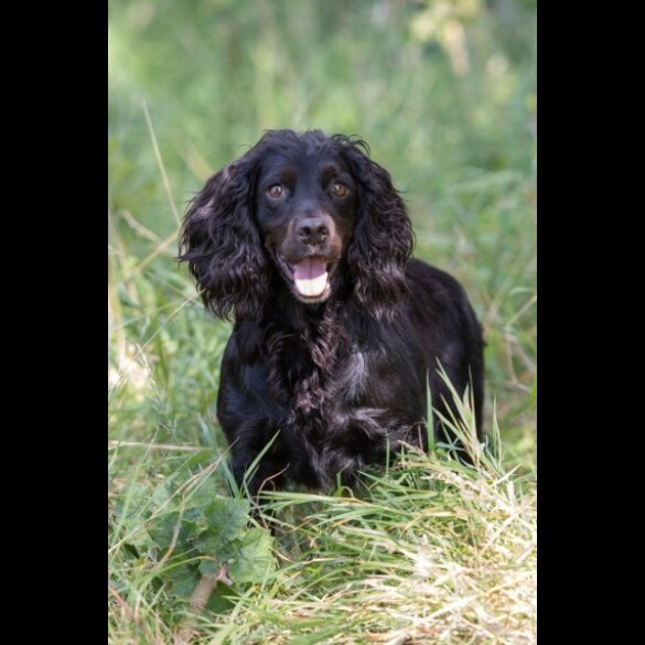 Cocker Spaniel (Working &amp; Show) - Dogs