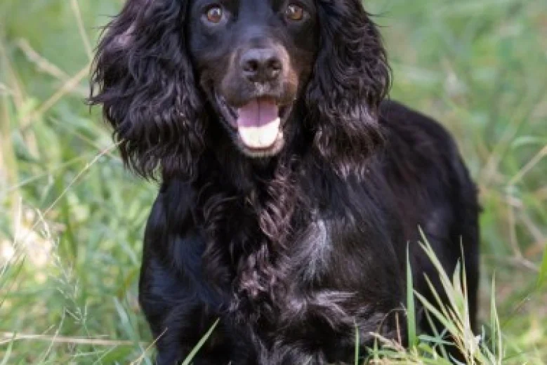 Cocker Spaniel (Show) - Dogs