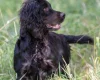 Cocker Spaniel (Show) - Dogs
