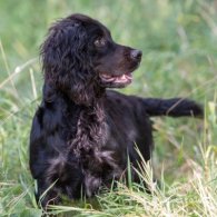 Cocker Spaniel (Working & Show) - Dogs