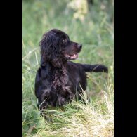 Cocker Spaniel (Working &amp; Show) - Dogs