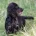 Cocker Spaniel (Show) - Dogs