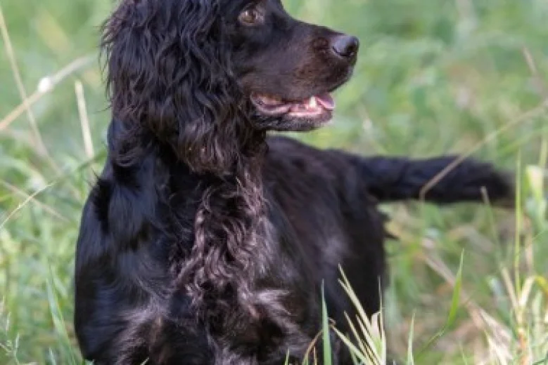 Cocker Spaniel (Show) - Dogs