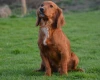 Cocker Spaniel (Show) - Dogs