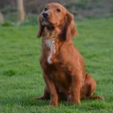Cocker Spaniel (Show) - Dogs