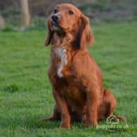 Cocker Spaniel (Working & Show) - Dogs