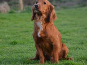 Cocker Spaniel (Show) - Dogs
