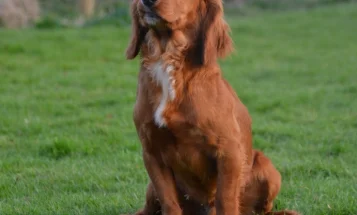Cocker Spaniel (Show) - Dogs