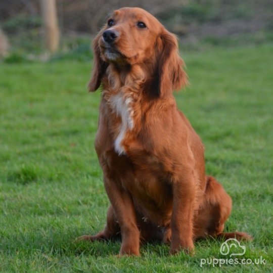 Cocker Spaniel (Working & Show) - Dogs