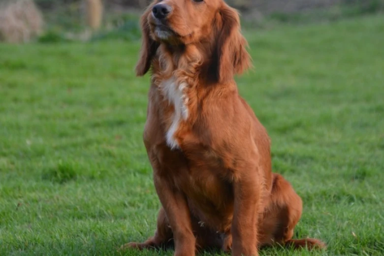 Cocker Spaniel (Show) - Dogs