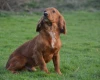 Cocker Spaniel (Show) - Dogs