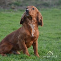 Cocker Spaniel (Working & Show) - Dogs