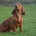 Cocker Spaniel (Show) - Dogs