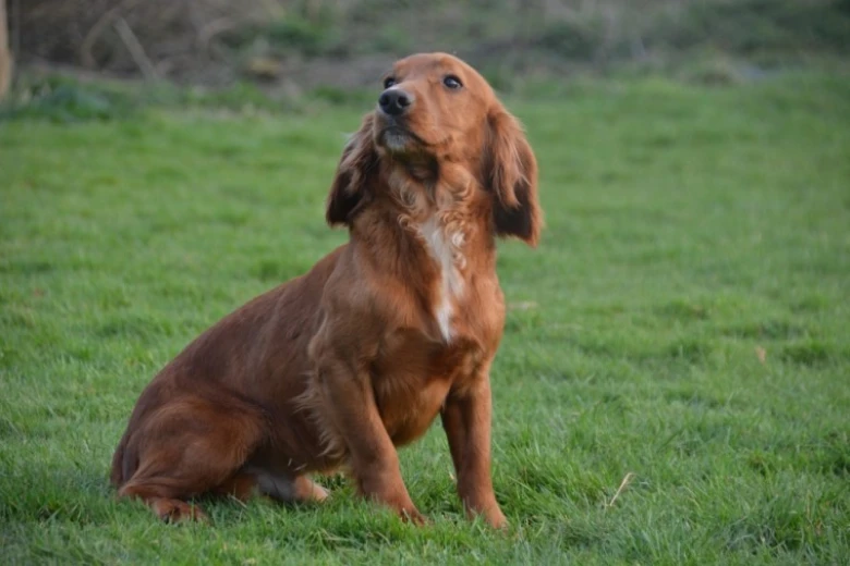Cocker Spaniel (Show) - Dogs