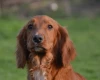 Cocker Spaniel (Show) - Dogs