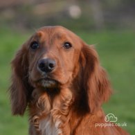 Cocker Spaniel (Working & Show) - Dogs