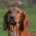 Cocker Spaniel (Show) - Dogs
