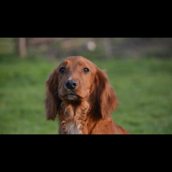 Cocker Spaniel (Working &amp; Show) - Dogs