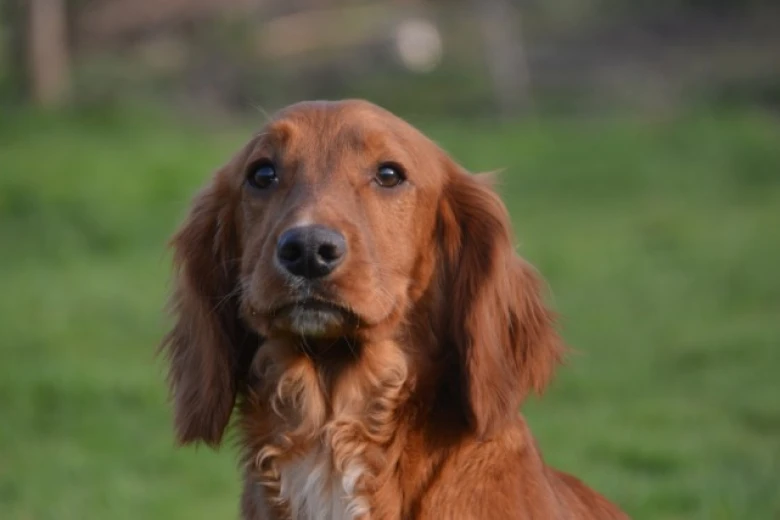 Cocker Spaniel (Show) - Dogs