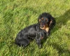 Cocker Spaniel (Show) - Dogs