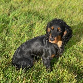 Cocker Spaniel (Working &amp; Show) - Dogs