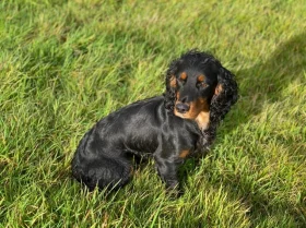 Cocker Spaniel (Show) - Dogs