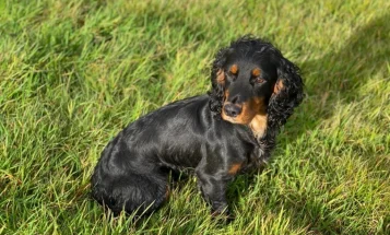 Cocker Spaniel (Show) - Dogs