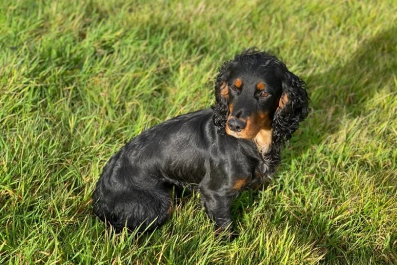Cocker Spaniel (Show) - Dogs