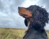 Cocker Spaniel (Show) - Dogs