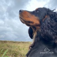 Cocker Spaniel (Working & Show) - Dogs