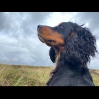 Cocker Spaniel (Working &amp; Show) - Dogs