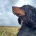Cocker Spaniel (Show) - Dogs