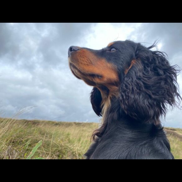 Cocker Spaniel (Working &amp; Show) - Dogs