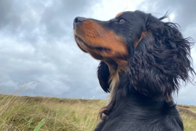 Cocker Spaniel (Show) - Dogs