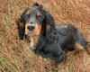 Cocker Spaniel (Show) - Dogs