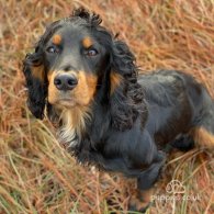 Cocker Spaniel (Working & Show) - Dogs