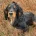 Cocker Spaniel (Show) - Dogs