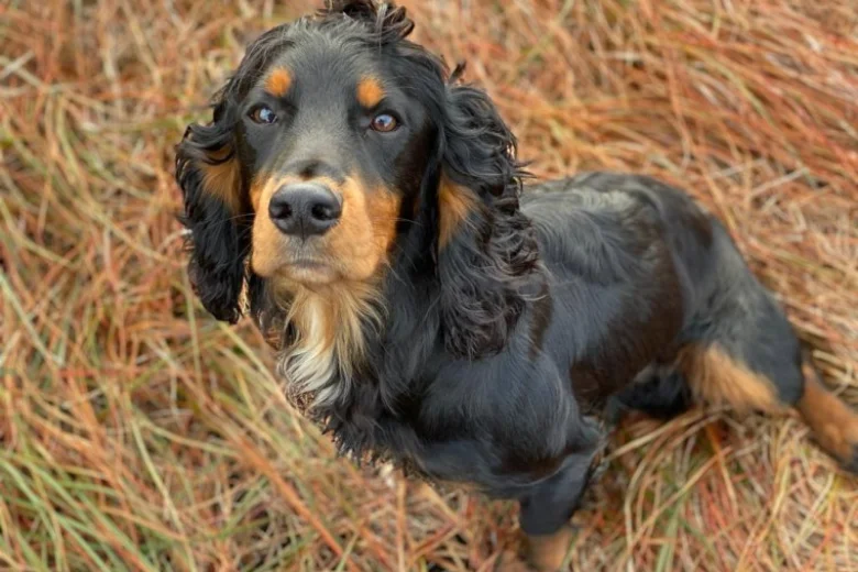 Cocker Spaniel (Show) - Dogs