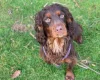 Cocker Spaniel (Show) - Dogs