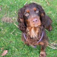 Cocker Spaniel (Working & Show) - Dogs