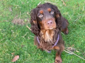 Cocker Spaniel (Show) - Dogs