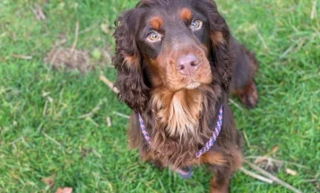 Cocker Spaniel (Show) - Dogs